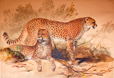 Jachtluipaard, 1851-52 door Joseph Wolf